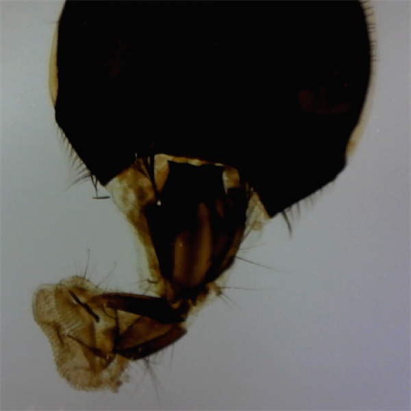 Carson zPix 300 Digital USB Microscope 86-457x with Recorder