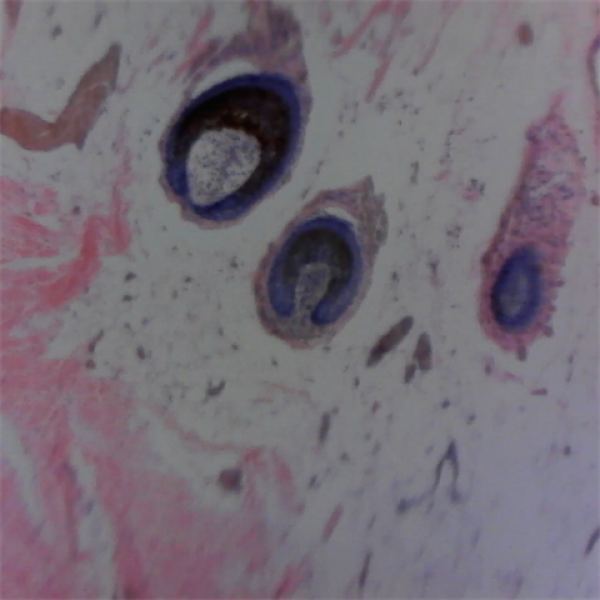 Carson zPix 300 Digital USB Microscope 86-457x with Recorder